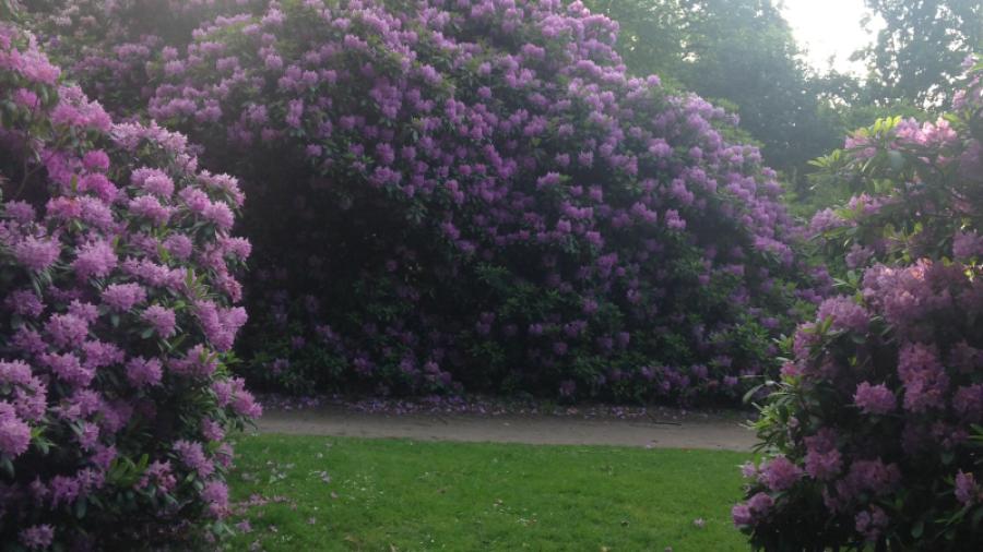 Rhododendron buskar i Vikingsbergsparken